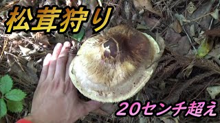 【松茸狩り】南向きの山で巨大松茸が採れる、ホイル焼きで食す