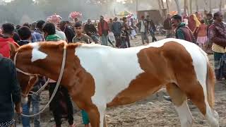 পাশের গ্রামেই যখন ঐতিহ্যবাহী ঘোর দৌড়ের মেলা হয়!!