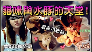 【魚乾】貓咪與水豚的天堂！橫濱Orbi動物樂園體驗！(Feat. 菜喳)
