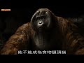 344【谷阿莫】4分鐘看完2016動物養人類的電影《與森林共舞 the jungle book》