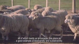 Shearing time at the malabrigo Sheepfold