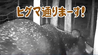 【人間さん、鹿さん、ヒグマさん通りまーす！】PART⑤特別展「カメラは見た！動物たちの素顔」ちょっと笑える動物たちの姿をぜひ見にきてね！〜美幌博物館〜（北海道美幌町）（Hokkaido.Japan）