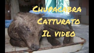 Ucraina trovato il primo esemplare di Chupacabra? Il video