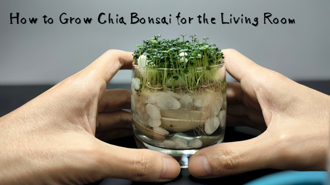 Tips For Growing Chia Bonsai For The Living Room Table 18 Days Time