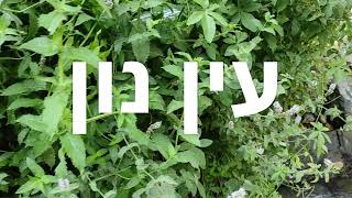 עין נון