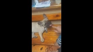 Bulldog Got Its Tongue Out as Owner Uses It Like a Musical Instrument