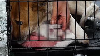 罠にかかった野犬を動物愛護センターから引き出し 【ピースワンコ】