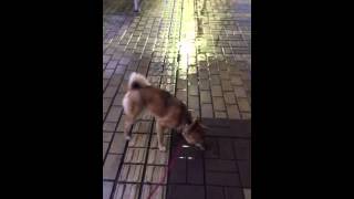 柴犬　風呼　水遊び2