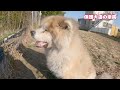 老犬秋田犬　リーダー大吉の現在の様子