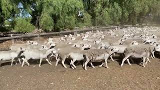 OLD FAIRVIEW EWE LAMBS