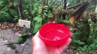 Hummingbirds close-up and in slow-motion