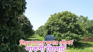 ঈশ্বরদীর লিচুবাগান।। Beauty of a Litchi Garden।। পাকশী রিসোর্ট।। Pakshi Resort