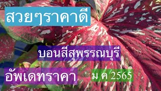 อัพเดทราคาบอนสี สุพรรณบุรี EP3