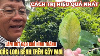 Các loại bệnh trên cây mai làm nút gạo khó hình thành & cách đặc trị hiệu quả nhất ở vườn mai Út Đực