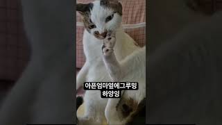 성주보호소엄마냥이하양이❤️이야기-컨디션안좋은엄마옆을지키는냥이하양-T냥이그루밍에바뿌🤣🤣#성주보호소#고양이#고양이영상#고양이집사