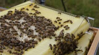 My Bees Are Working My Flow Hive Supers!