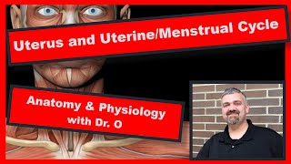 Uterus and Uterine Cycle:  Anatomy and Physiology