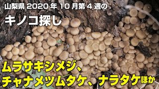 【山梨できのこ狩り】ナラタケの幼菌が大量に発生！まだまだ小さいのでどうするのか！2020年の山梨県甲州市でのキノコ探しです。10月第4週編。