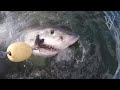 great white shark bite slowing down footage to analyze a white shark s attack on the bait