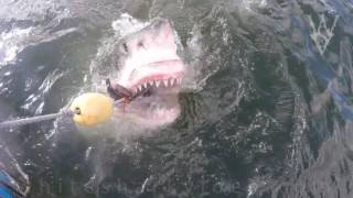 Great White Shark Bite: Slowing down footage to analyze a white shark's attack on the bait