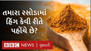 હિંગ શું છે અને કેવી રીતે બને છે? ભારતમાં હિંગ ઉગતી નથી તો આવે છે ક્યાંથી?