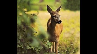 Sarna z Łazienek Królewskich