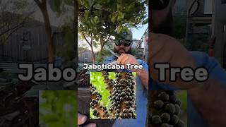 Exotic Jaboticaba Fruit Tree Delivered to My Door! @fastgrowingtrees  #jaboticaba #exoticfruit