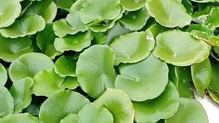 Lotus leaf 🌿🌿🌿 அழகு