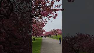 Cherry Blossom - UK #cherryblossom #uk #indvspak #india #reels #vlogs #tamil #london #youtubeshorts