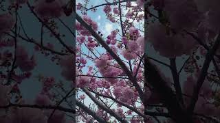 桜の花「楊貴妃」／CHERRY BLOSSOM \