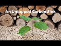 An Alternative to Biochar for Carbon Sequestration • Exaquest Carbon