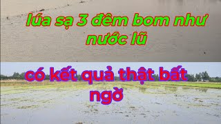 Cách diệt trừ lúa cỏ, lúa rài tiết kiệm mà hiệu quả cao ( phần 4 ).