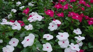 How to Grow Cora Vinca