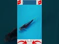 Ikan Koi Shusui 17 cm Import #SHORTS