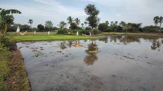 நெல் நடவு வயலுக்கு நீர் கட்டுதல்