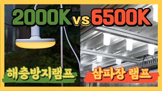 히포팜텍 2000K 해충방지용 LED 램프 VS 6500K 삼파장 램프 | HIPPO Farmtech