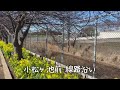 2025年2月5日　河津桜（三浦海岸桜まつり）