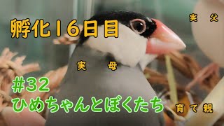 3ちゃん巣上げ 孵化16日目 hatching egg #32 ひめちゃんとぼくたち 文鳥