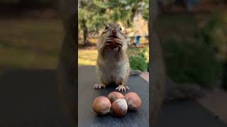 Chipmunk Trying To Carry All The Hazelnuts In One Trip #shorts #chipmunk #cuteanimals