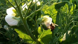 Pollination by Honeybee 🐝