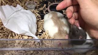 可愛いファンシーラット慣らし中④ 合図すると駆け寄る様になりました ／Rat training④