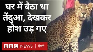 Leopard inside House : Maharashtra में जब एक तेंदुआ अचानक घर के अंदर घुस गया (BBC Hindi)