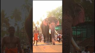 ഗുരുവായൂർ നന്ദൻ.  guruvayoor nandan#aanapremi #elephant #guruvayoor #viral#keralaelephant#thrissur