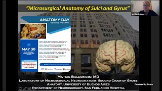 Microsurgical Anatomy of Sulci and Gyrus by Matias Baldolcini in Anatomy Day 1 by SBN on 30 05 2020