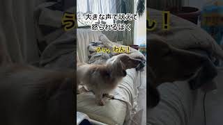 吠えて怒られる犬　間髪入れず怒るばあば　懲りずに吠えるぼく。　#ミニチュアダックスフンド #shorts #いぬのきもち #無駄吠え #吠える#小型犬 #チャーリー #ダックス