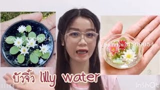 บัวแคระบัวจิ๋ว - lilly water