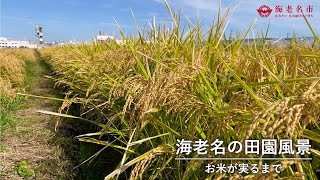 海老名の田園風景～稲が実るまで～