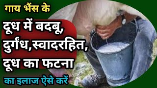 Tretment of milk Eruption,foul Smell in Milk||दूध में बदबू /दुर्गंध/स्वाद रहित/दूध फटने का इलाज