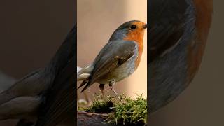 Robin 🐦 bird video #shorts #animals