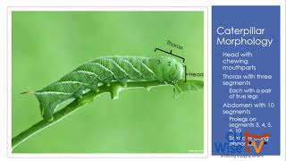 How to Identify and Support the Caterpillar Life Stage  | CU Wise TV